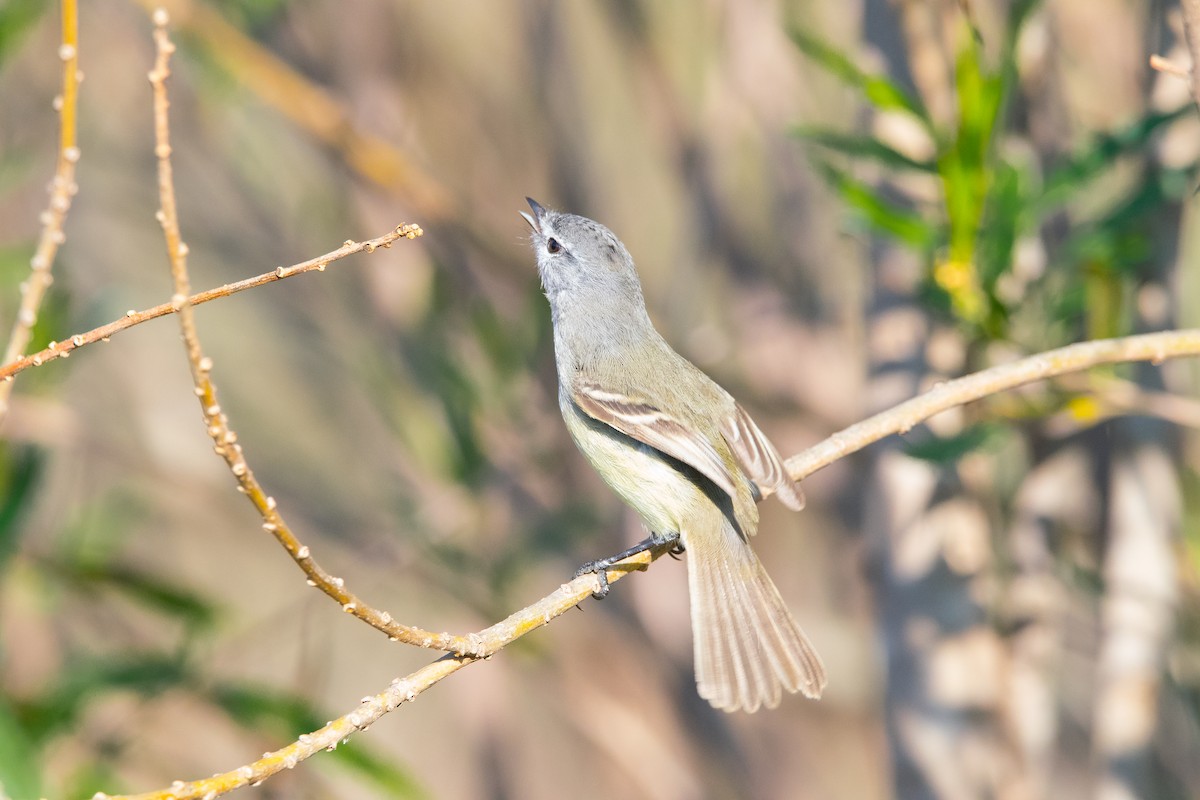 Straneck's Tyrannulet - ML619901016