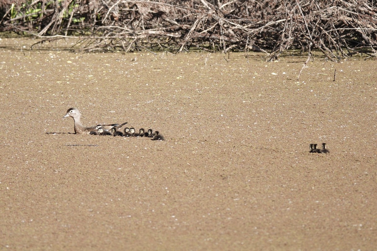 Wood Duck - ML619901026