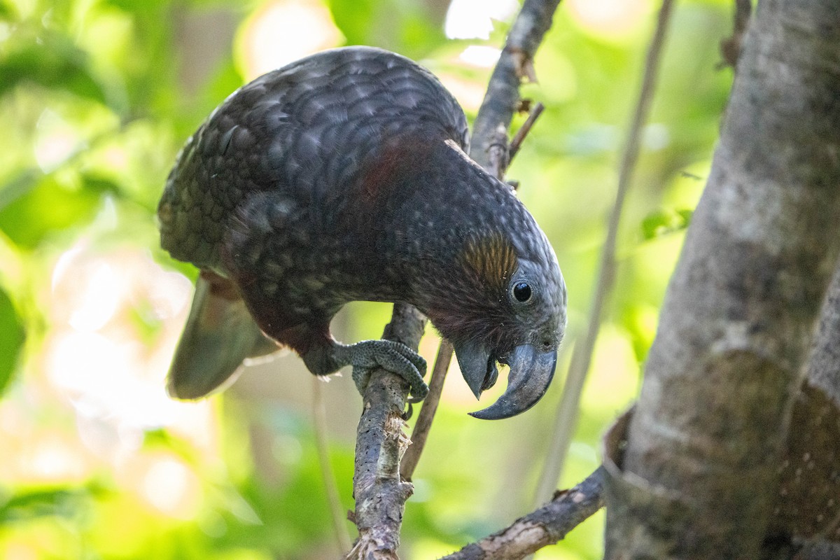 New Zealand Kaka - ML619901030