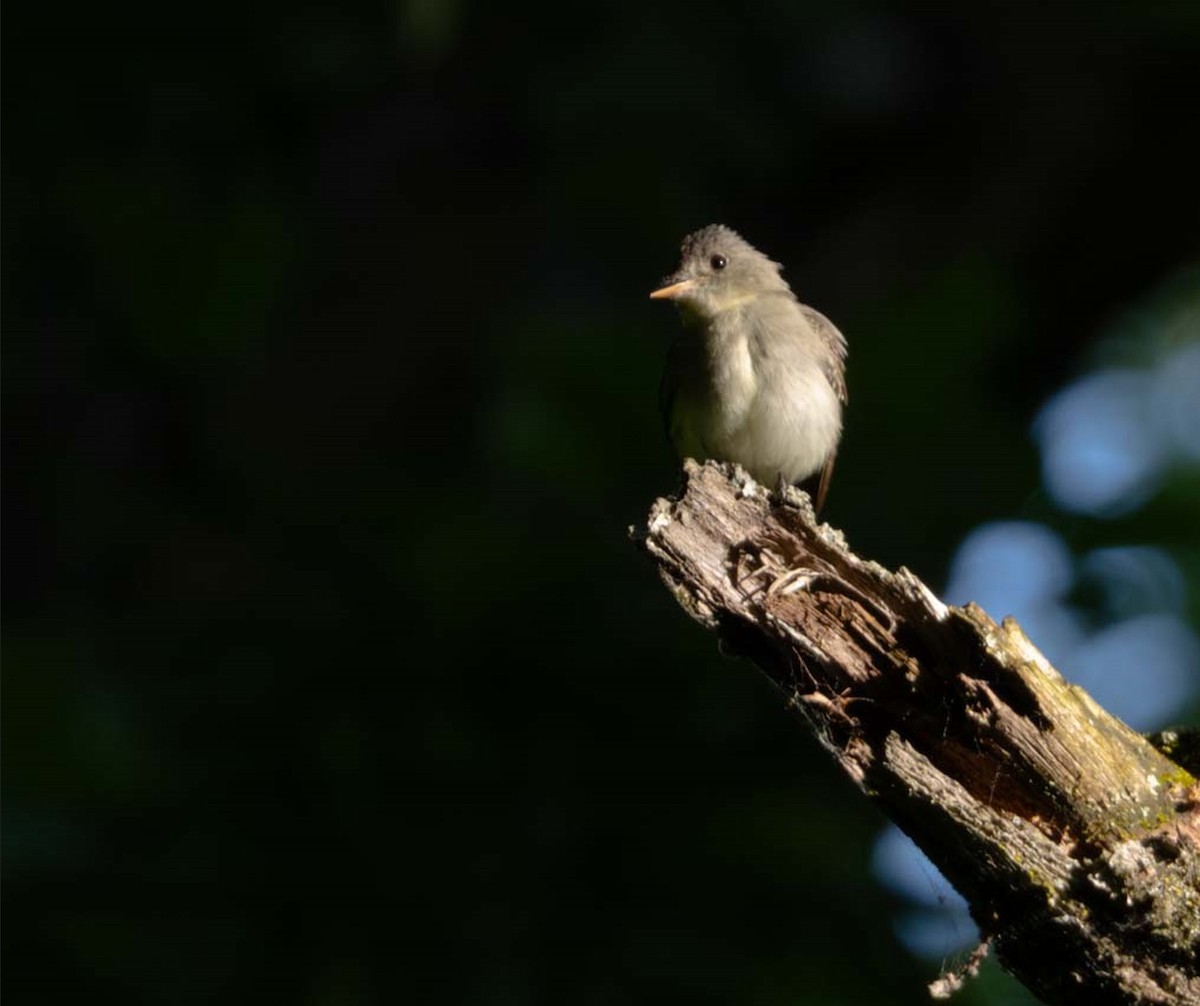 Eastern Wood-Pewee - ML619901031