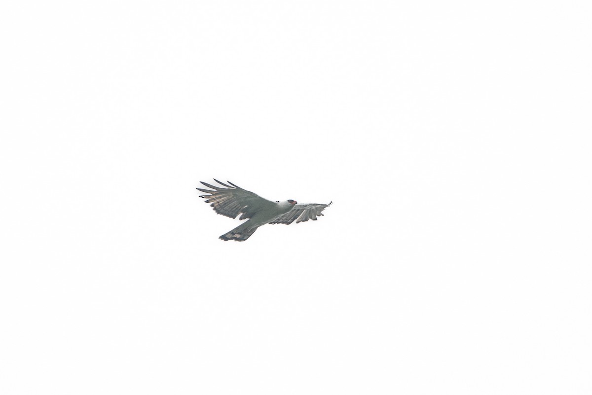 Чёрно-белый орёл - ML619901034