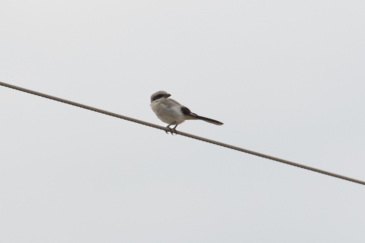 Loggerhead Shrike - ML619901041