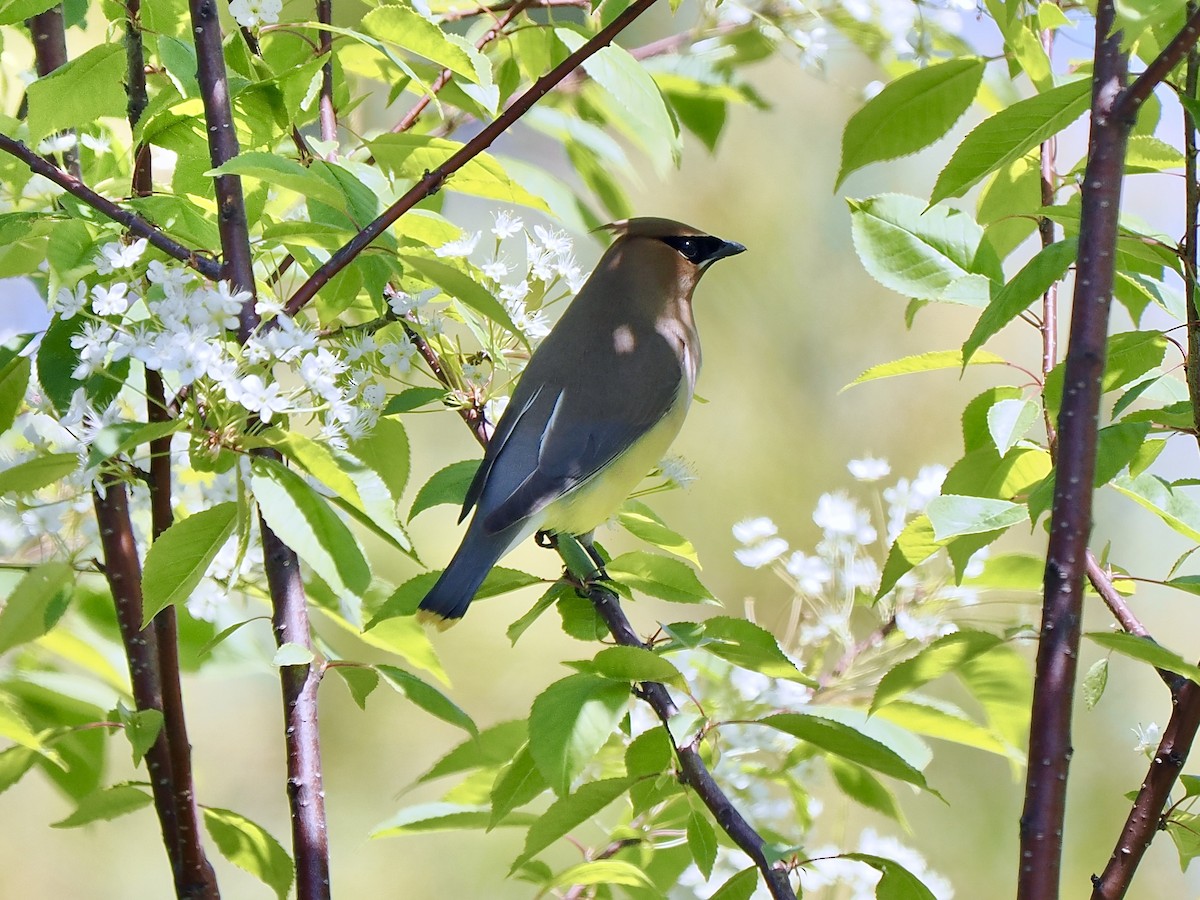 Cedar Waxwing - ML619901045