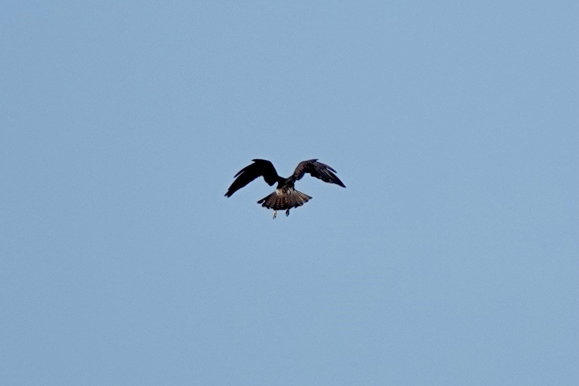 Swainson's Hawk - ML619901046