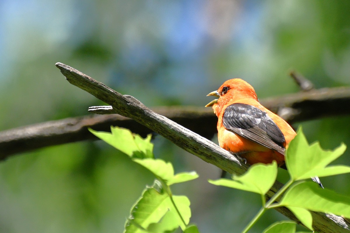 Scarlet Tanager - ML619901051