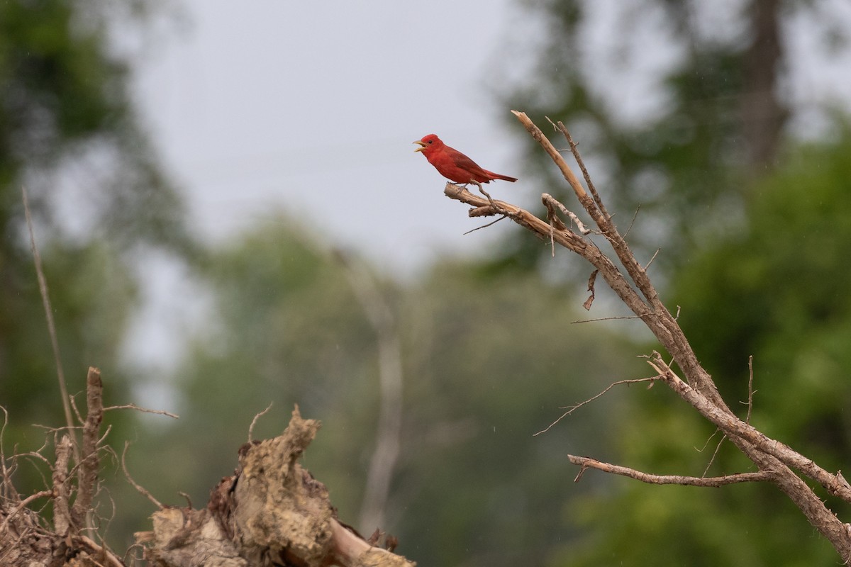 Summer Tanager - ML619901052