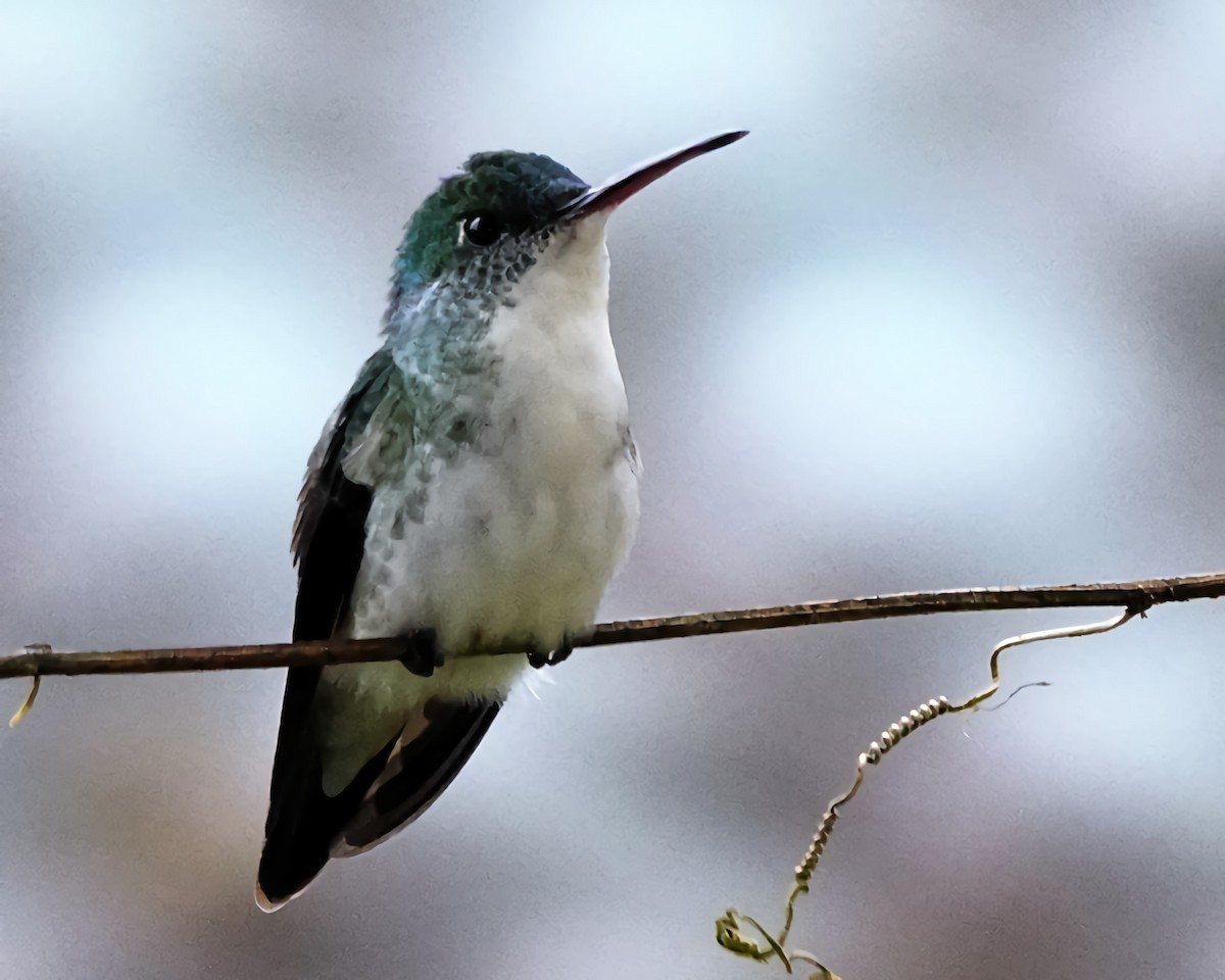kolibřík andský - ML619901059