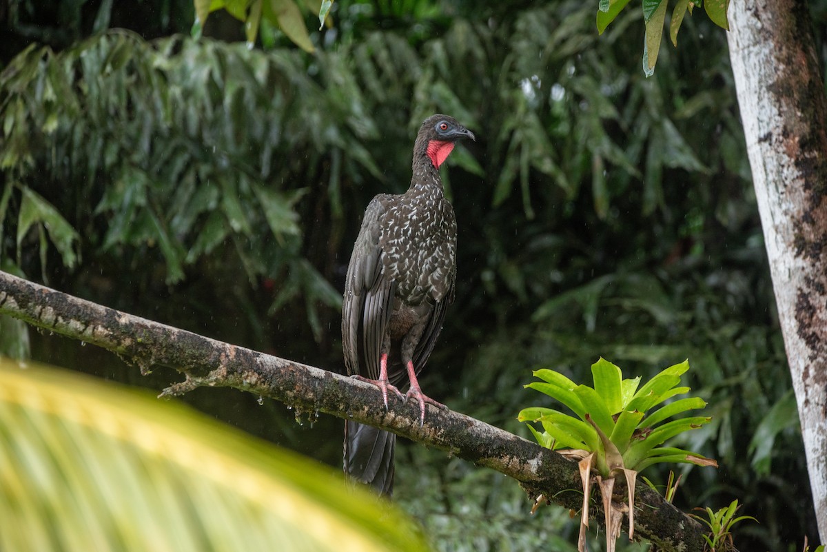 Crested Guan - ML619901062