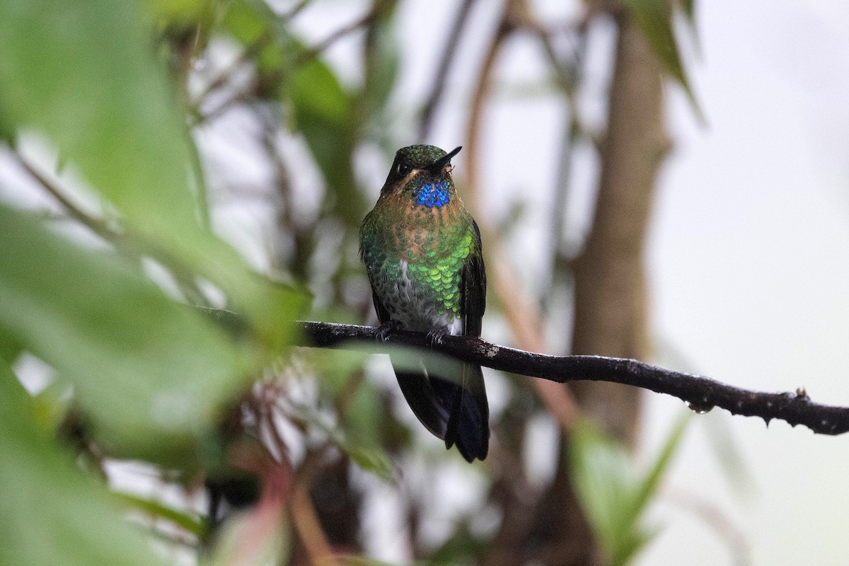 Glowing Puffleg - ML619901066