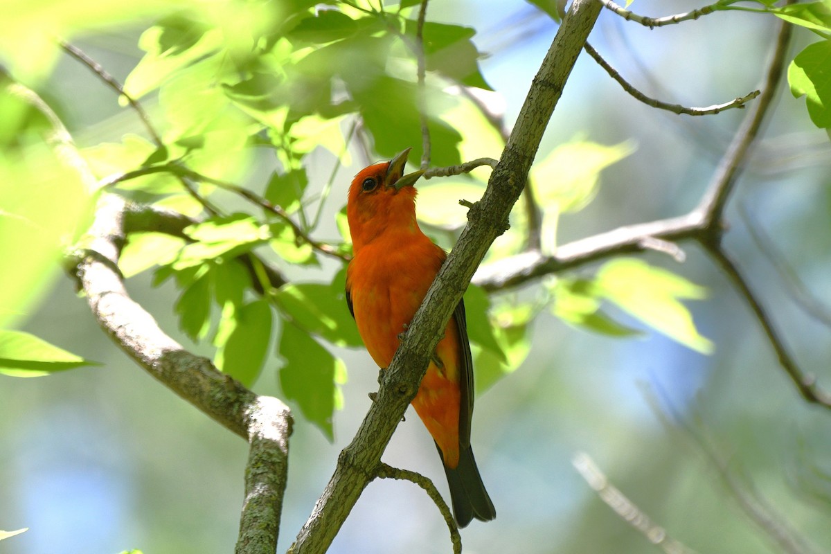 Scarlet Tanager - ML619901067