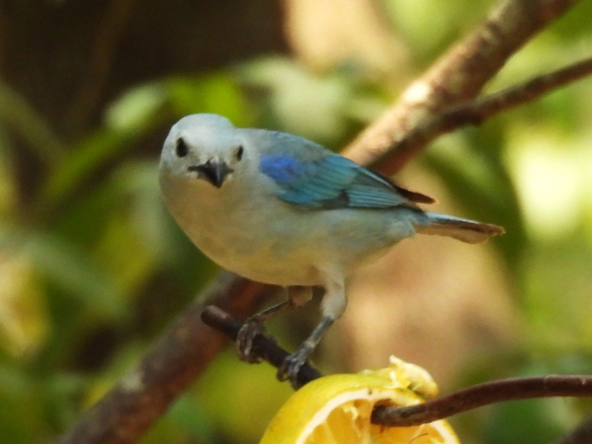 Blue-gray Tanager - ML619901069