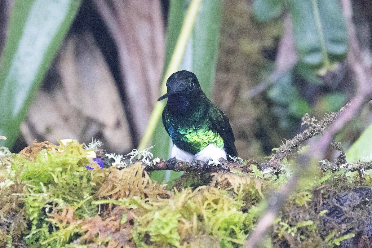 Glowing Puffleg - ML619901070