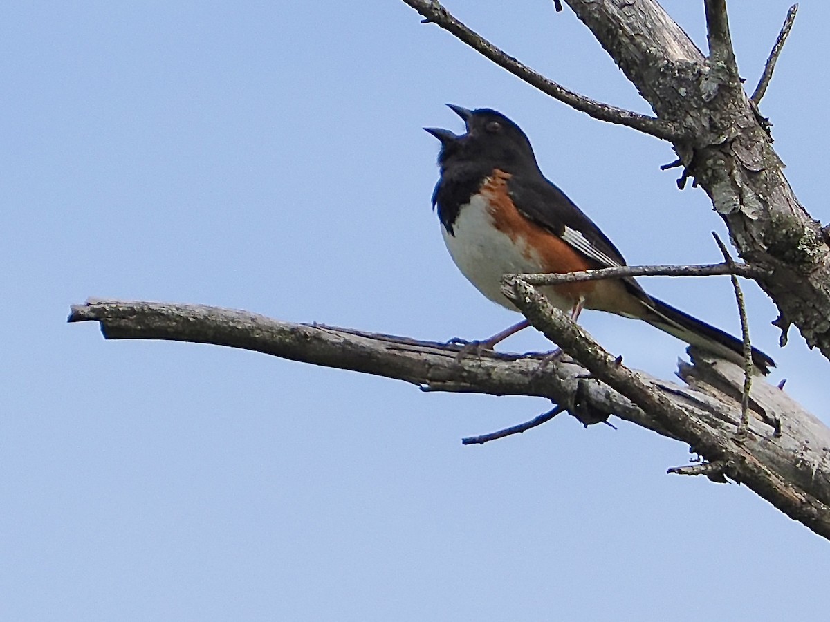 Eastern Towhee - ML619901071