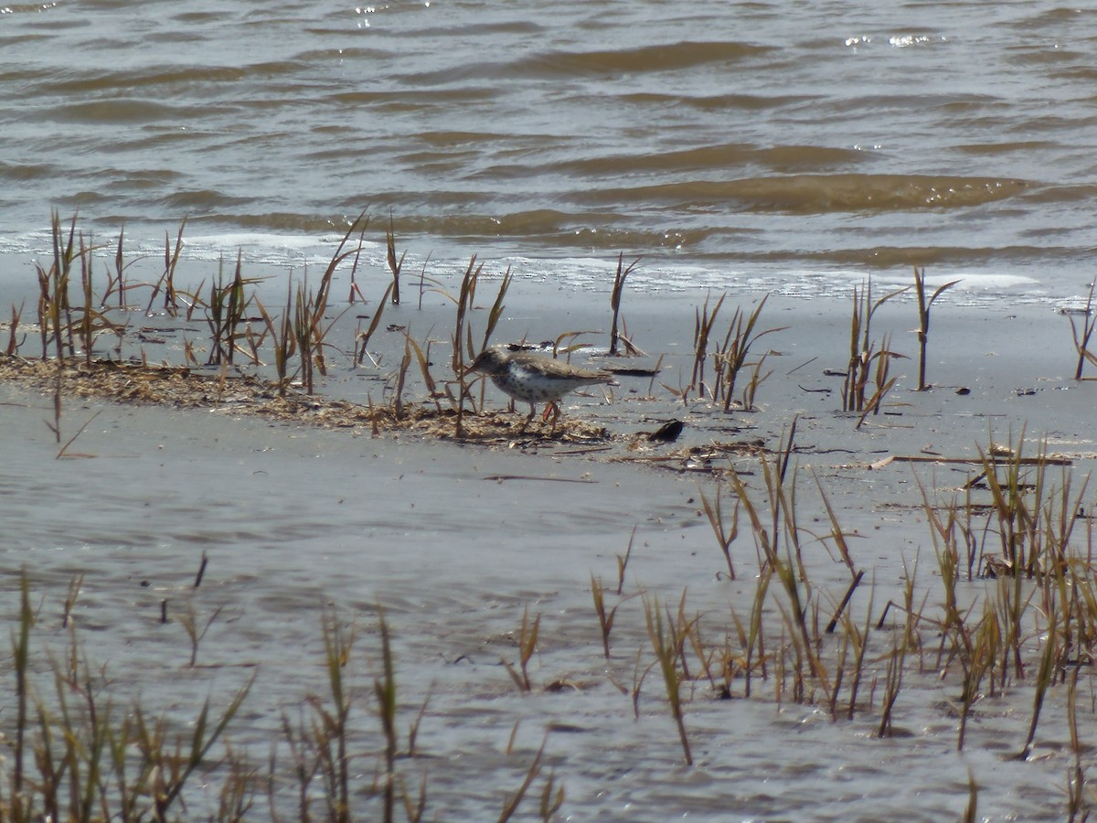 Spotted Sandpiper - ML619901076