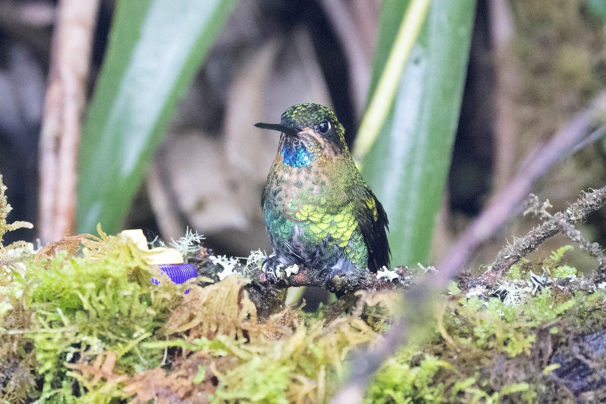 Glowing Puffleg - ML619901084