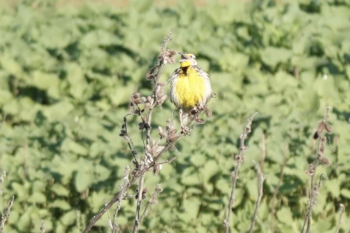 Western Meadowlark - ML619901085