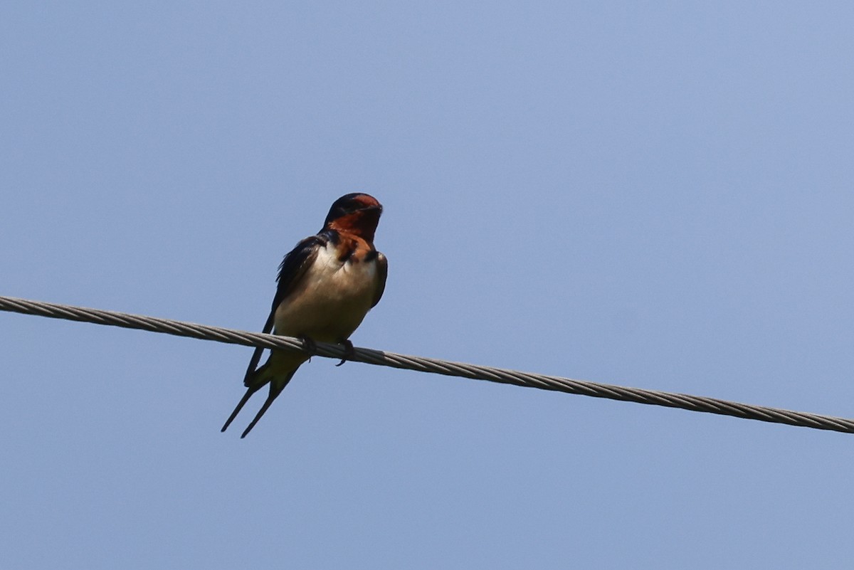 Barn Swallow - ML619901091