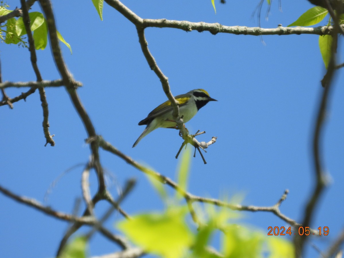 Golden-winged Warbler - ML619901094