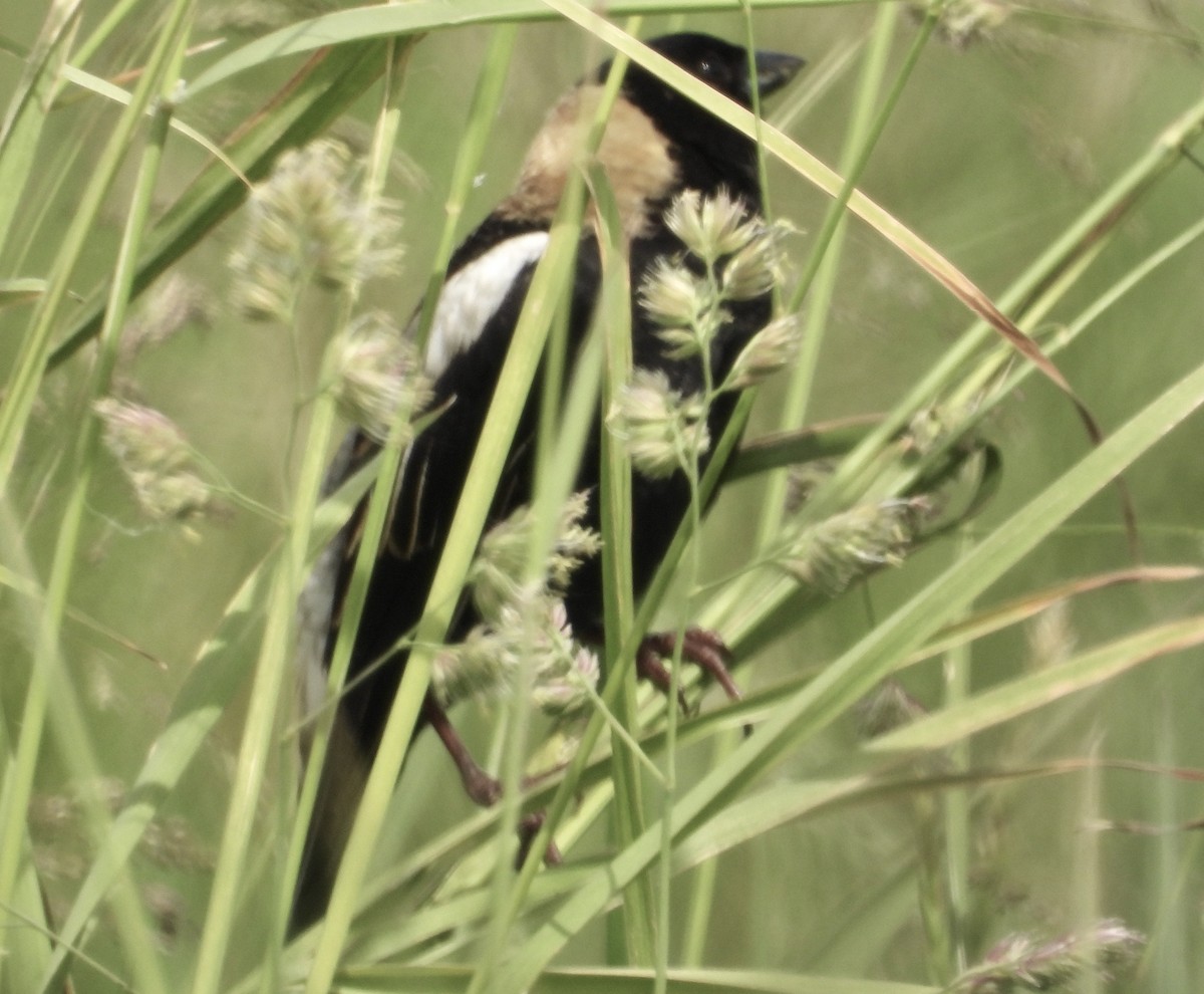 Bobolink - ML619901115