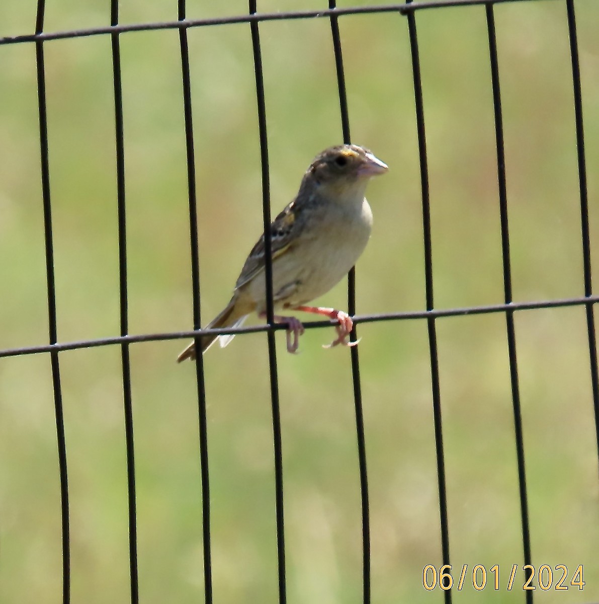 Grasshopper Sparrow - ML619901124
