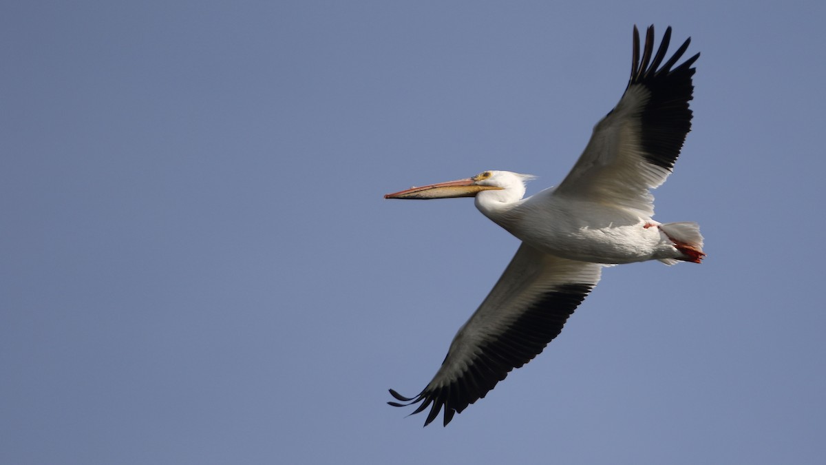 pelikán severoamerický - ML619901125