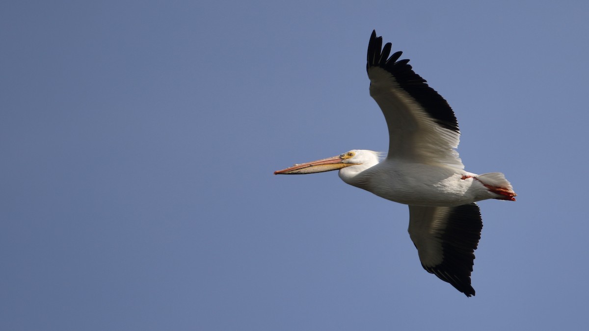 pelikán severoamerický - ML619901126