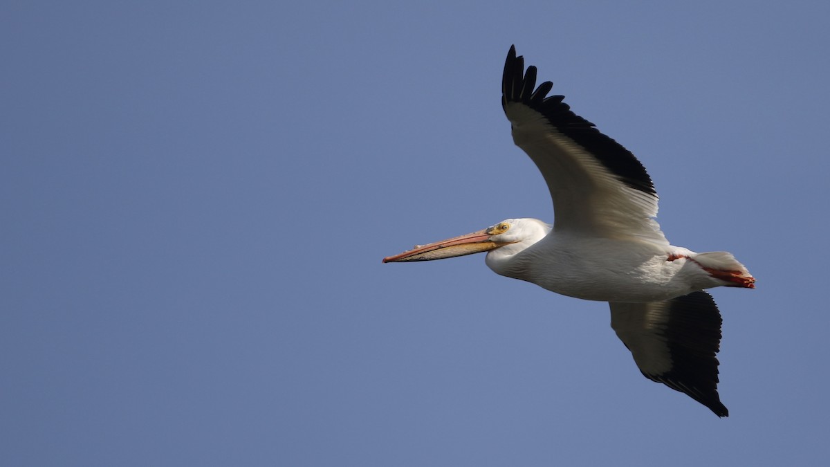 American White Pelican - ML619901127