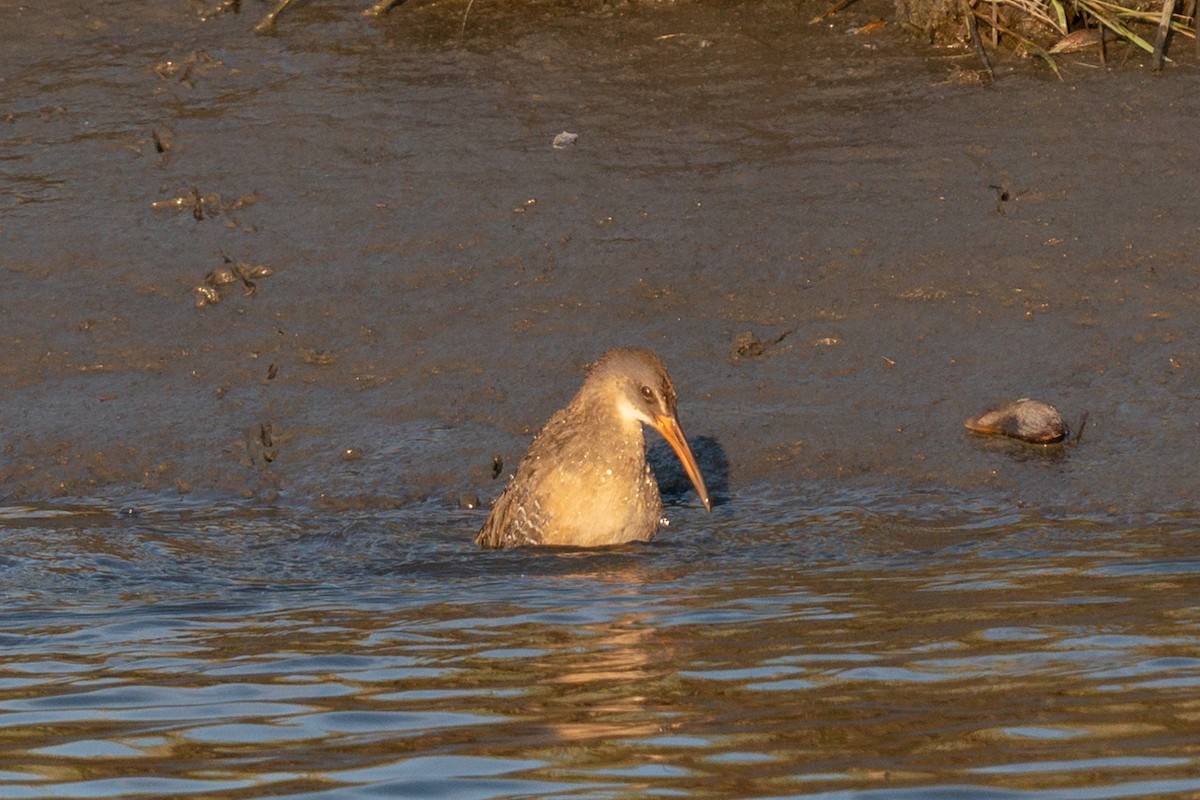 Clapper Rail - ML619901128