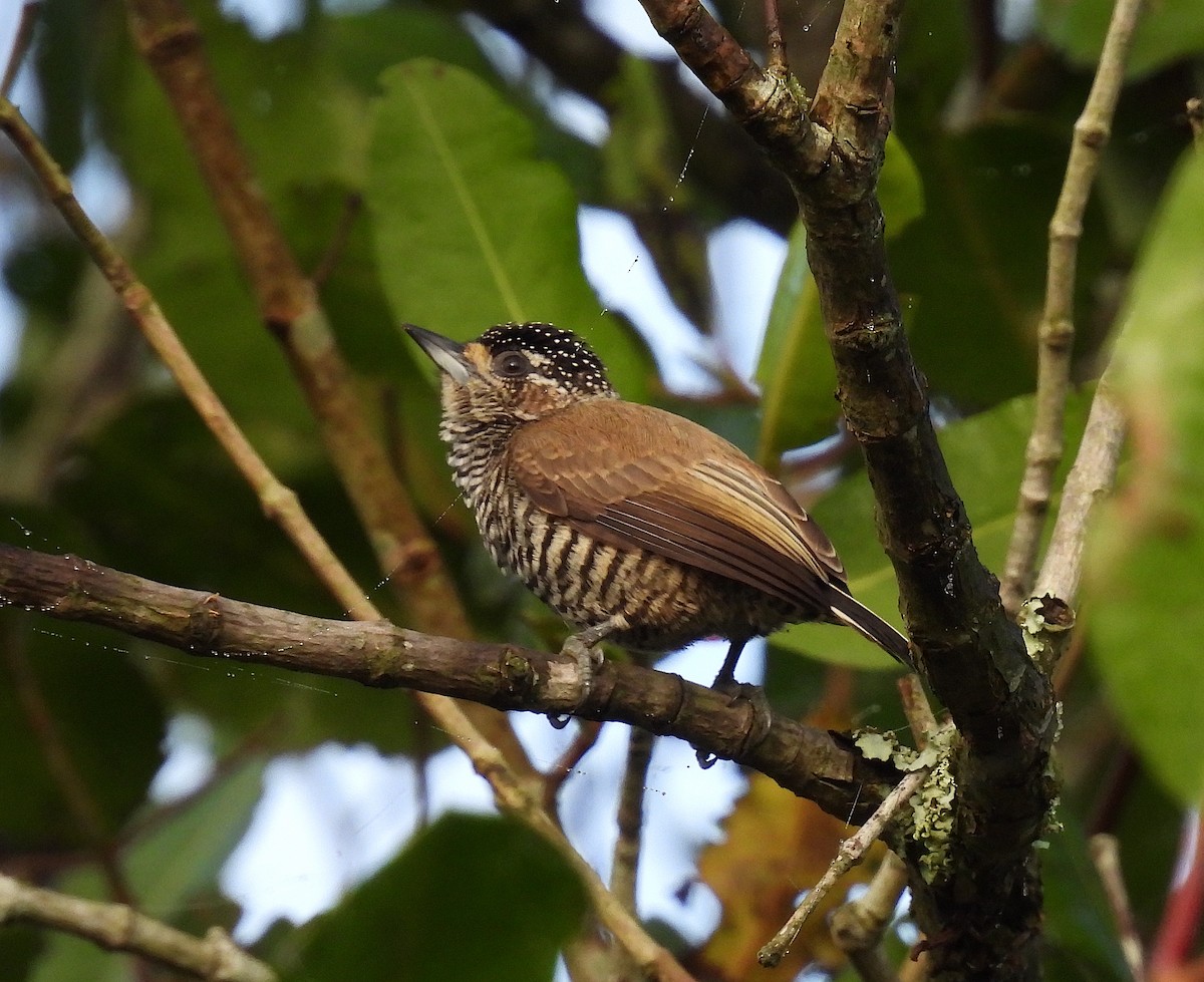 White-barred Piculet - ML619901130