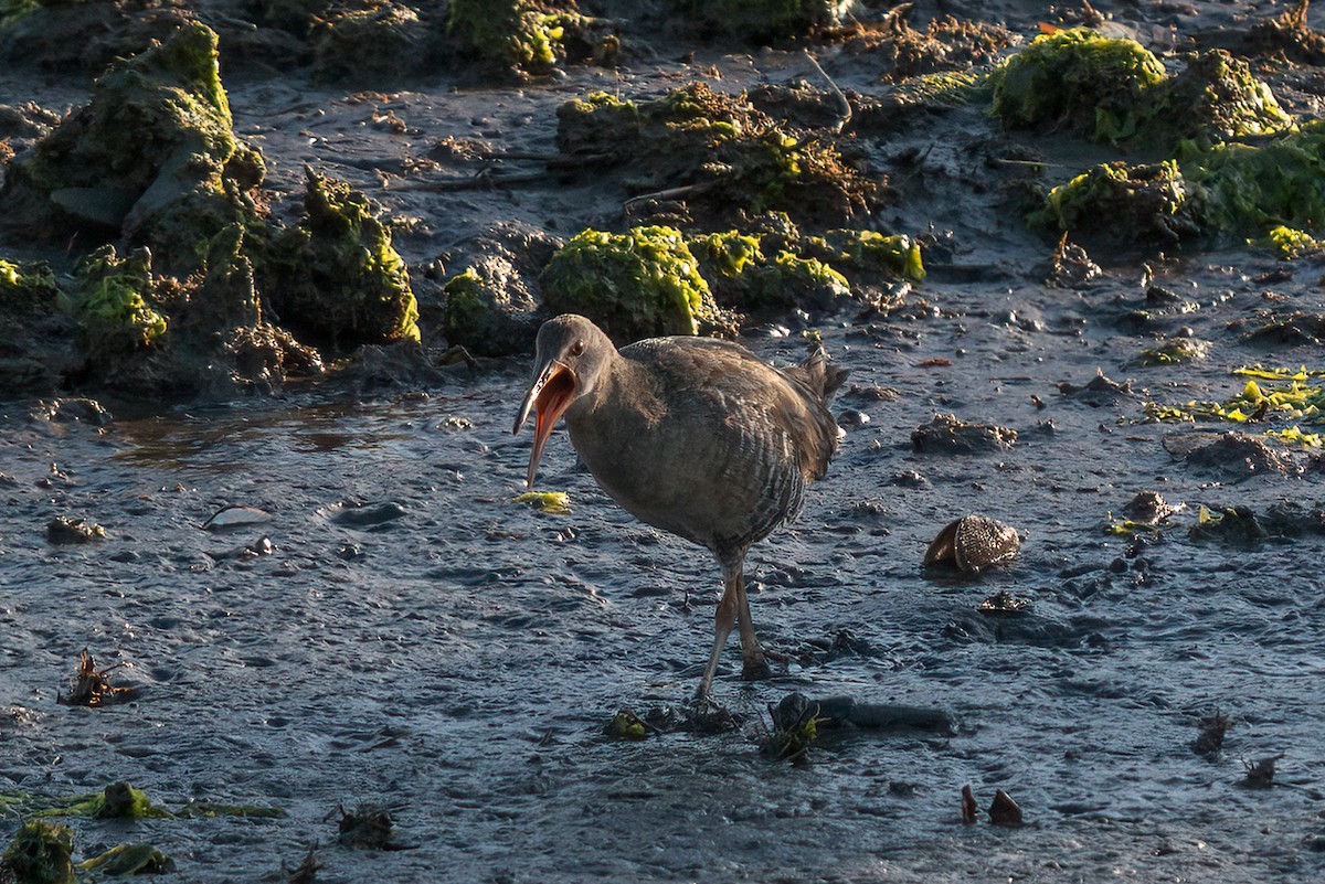 Whimbrel - ML619901137