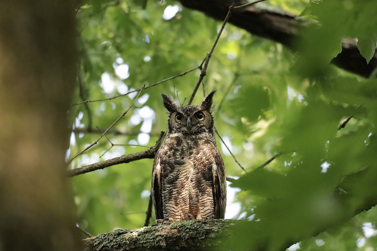 Great Horned Owl - ML619901142