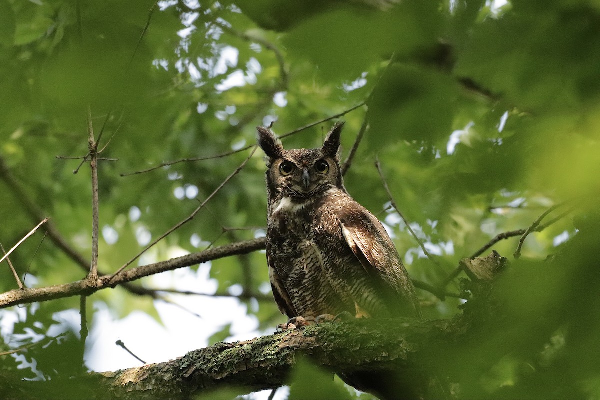 Great Horned Owl - ML619901143