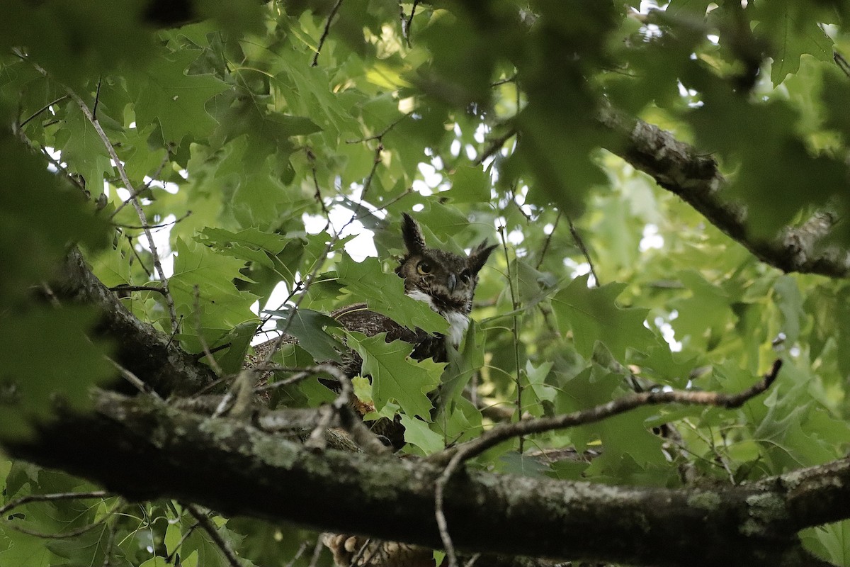 Great Horned Owl - ML619901144
