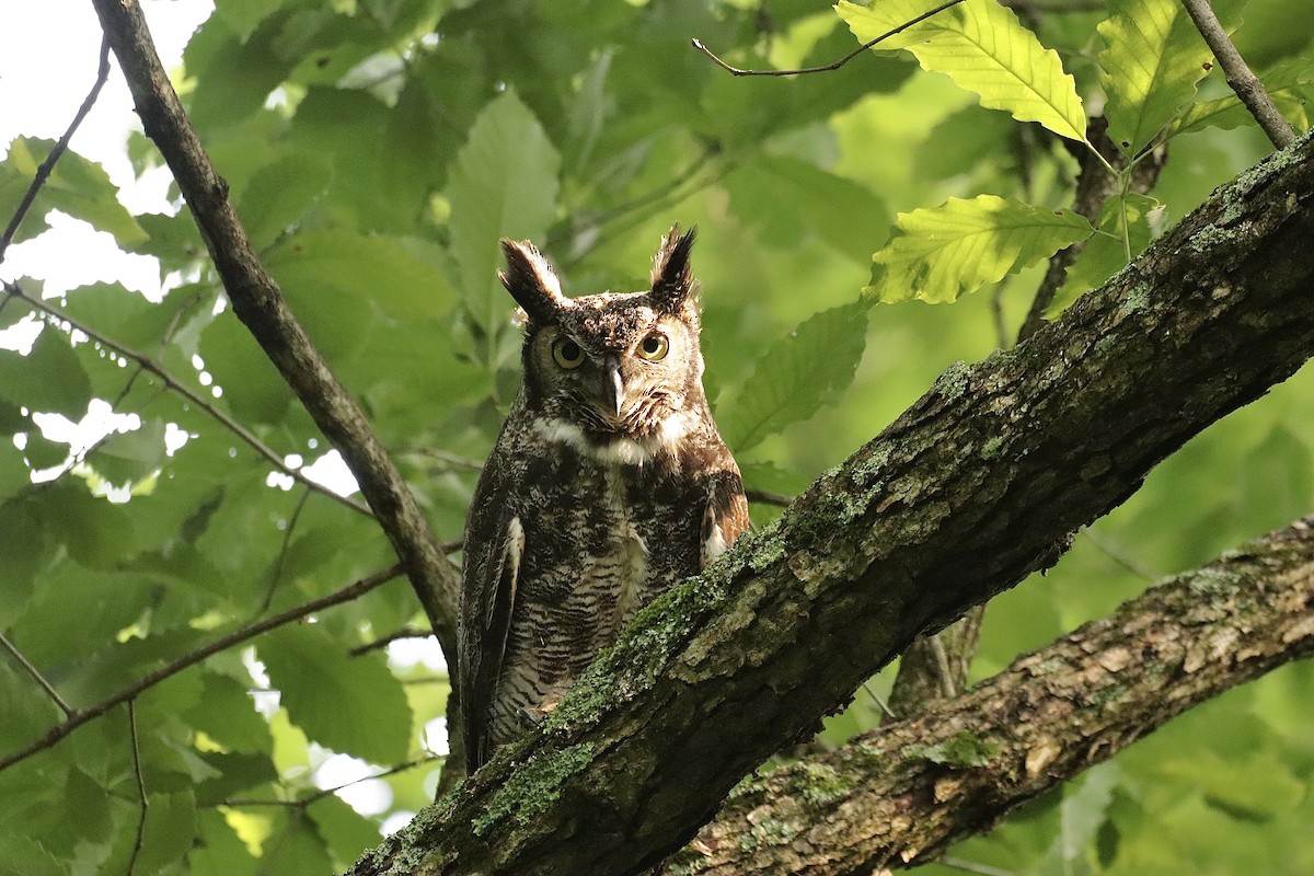 Great Horned Owl - ML619901145