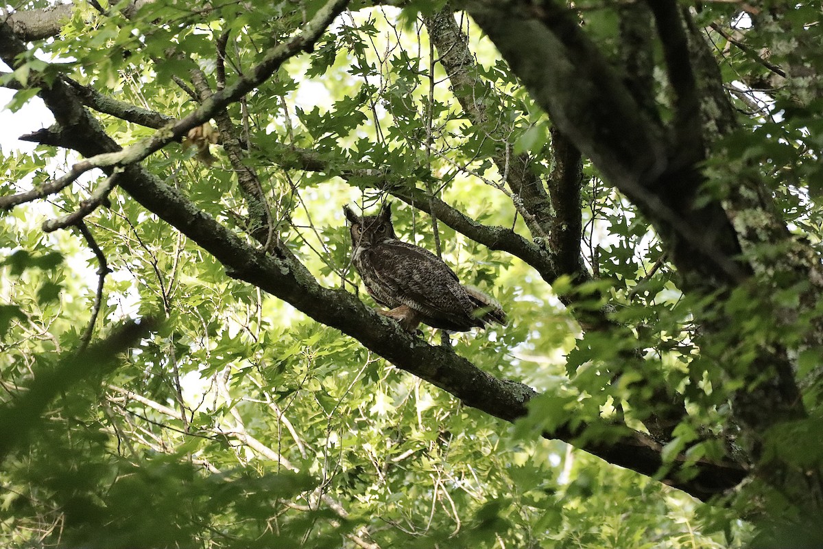 Great Horned Owl - ML619901146