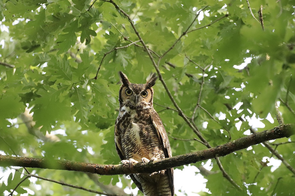 Great Horned Owl - ML619901148