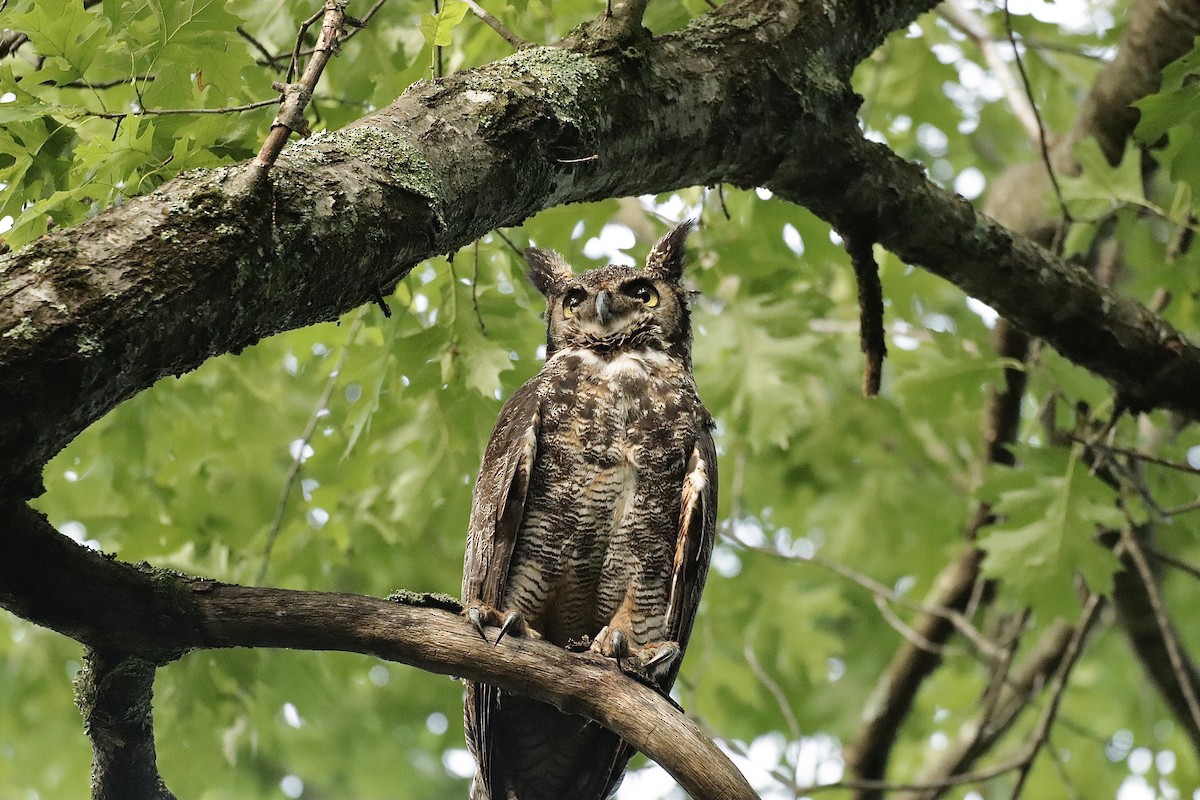 Great Horned Owl - ML619901149