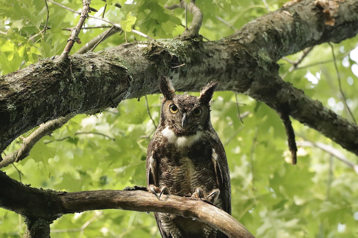 Great Horned Owl - ML619901150