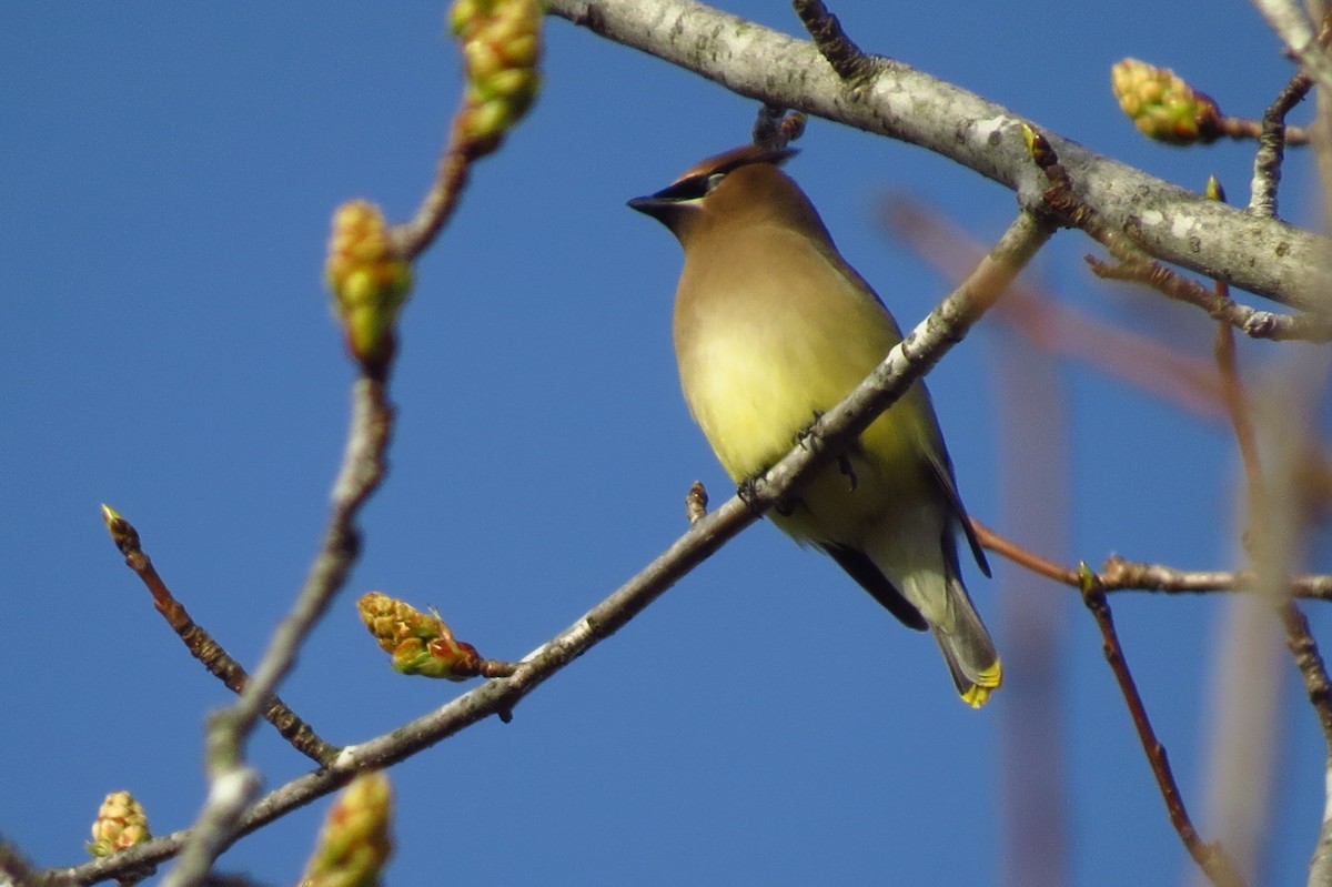 Cedar Waxwing - ML619901152