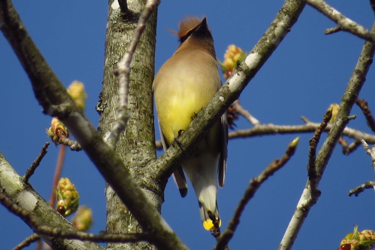 Cedar Waxwing - ML619901153