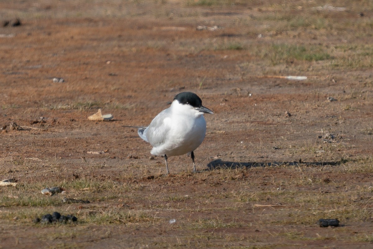 Gull-billed Tern - ML619901167