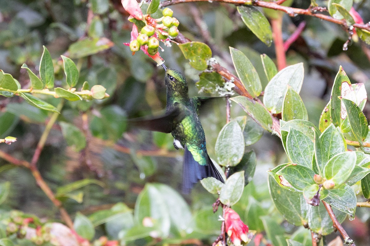 Glowing Puffleg - ML619901183