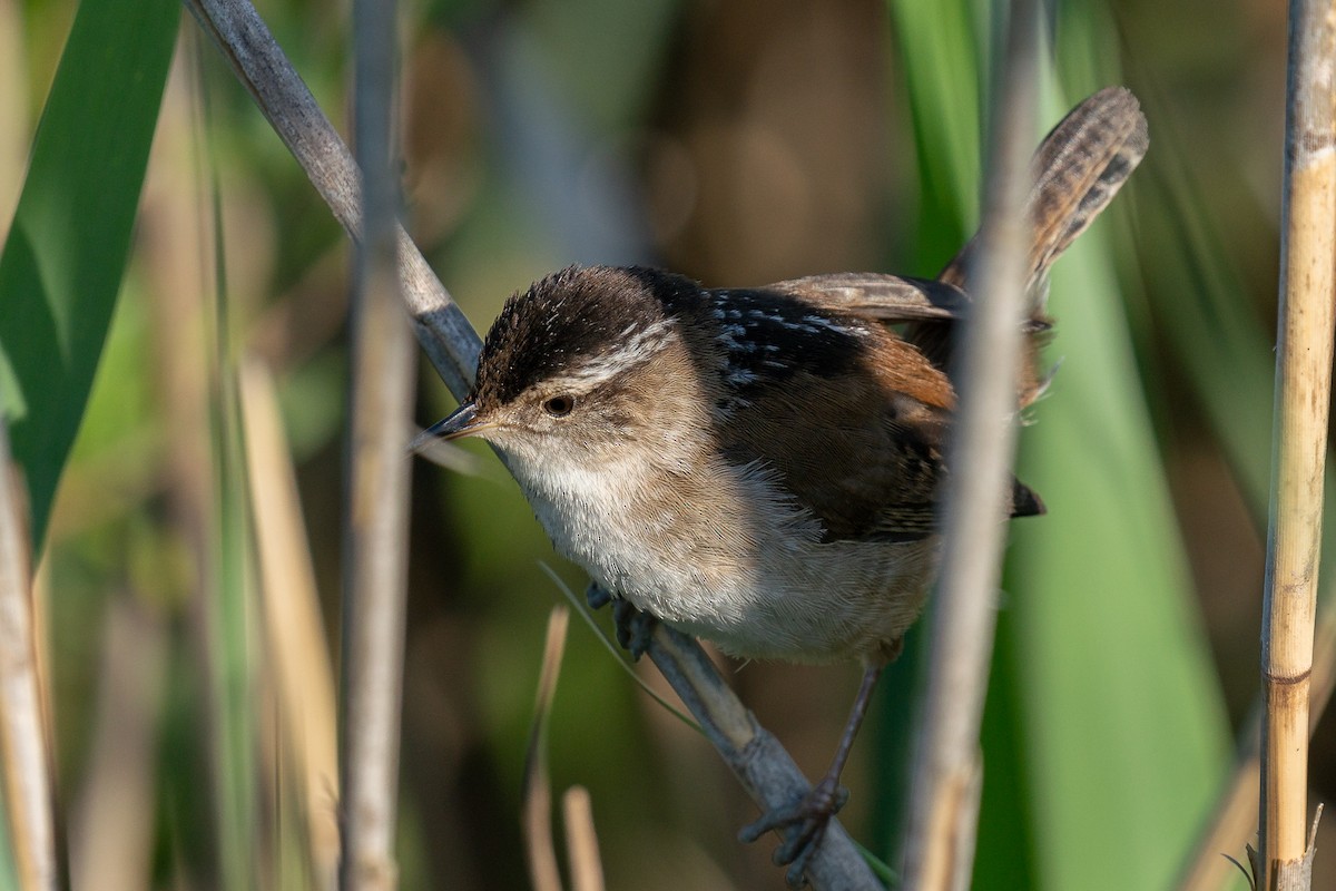 Marsh Wren - ML619901184