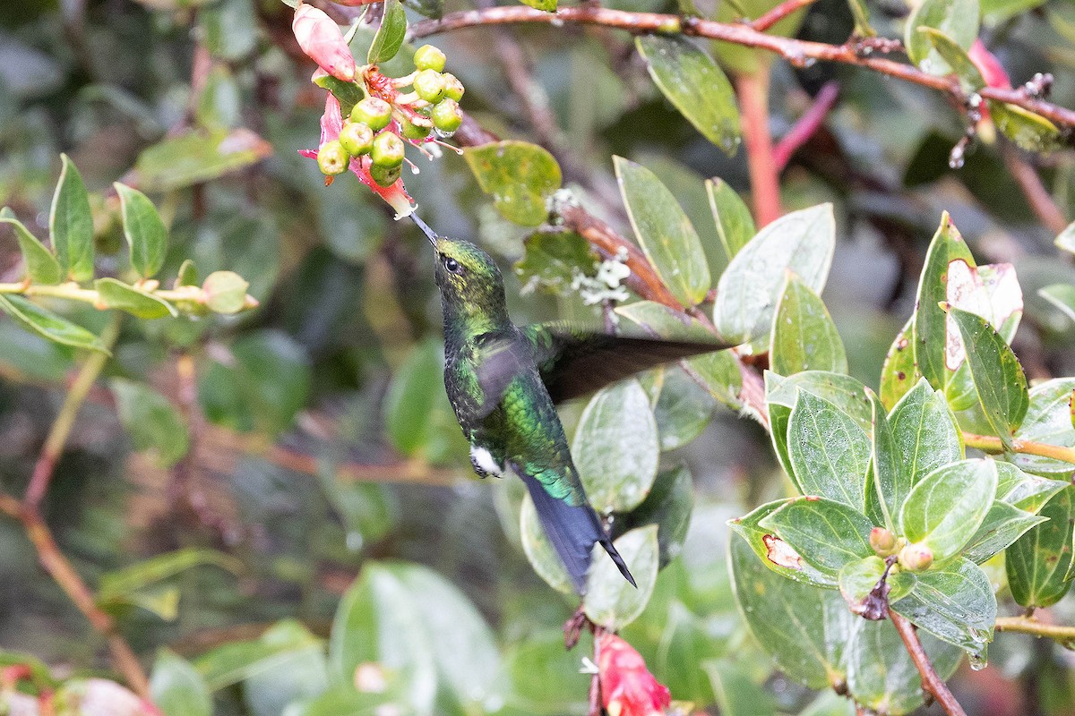 Glowing Puffleg - ML619901185