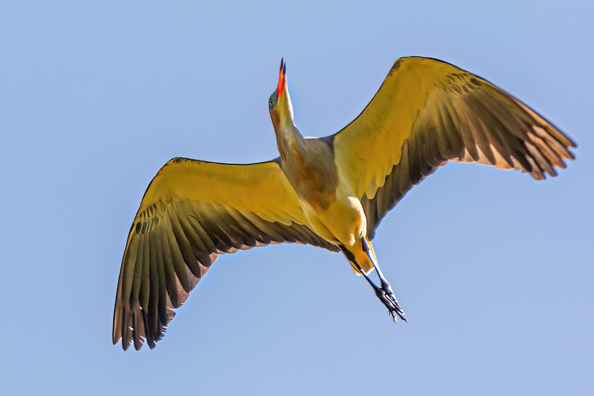 Garza Chiflona - ML619901186