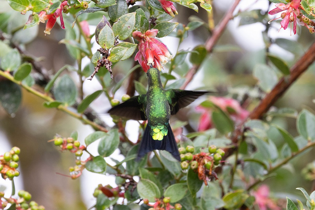 Glowing Puffleg - ML619901189