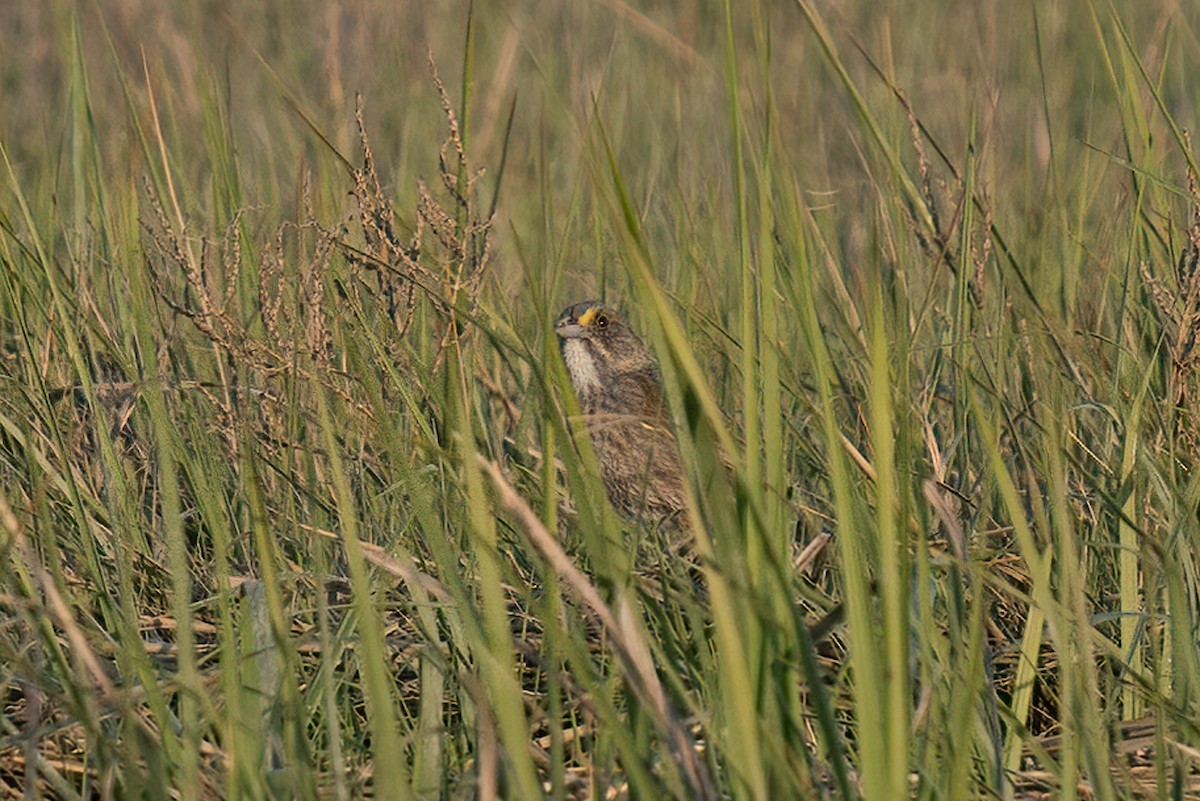 Seaside Sparrow - ML619901198