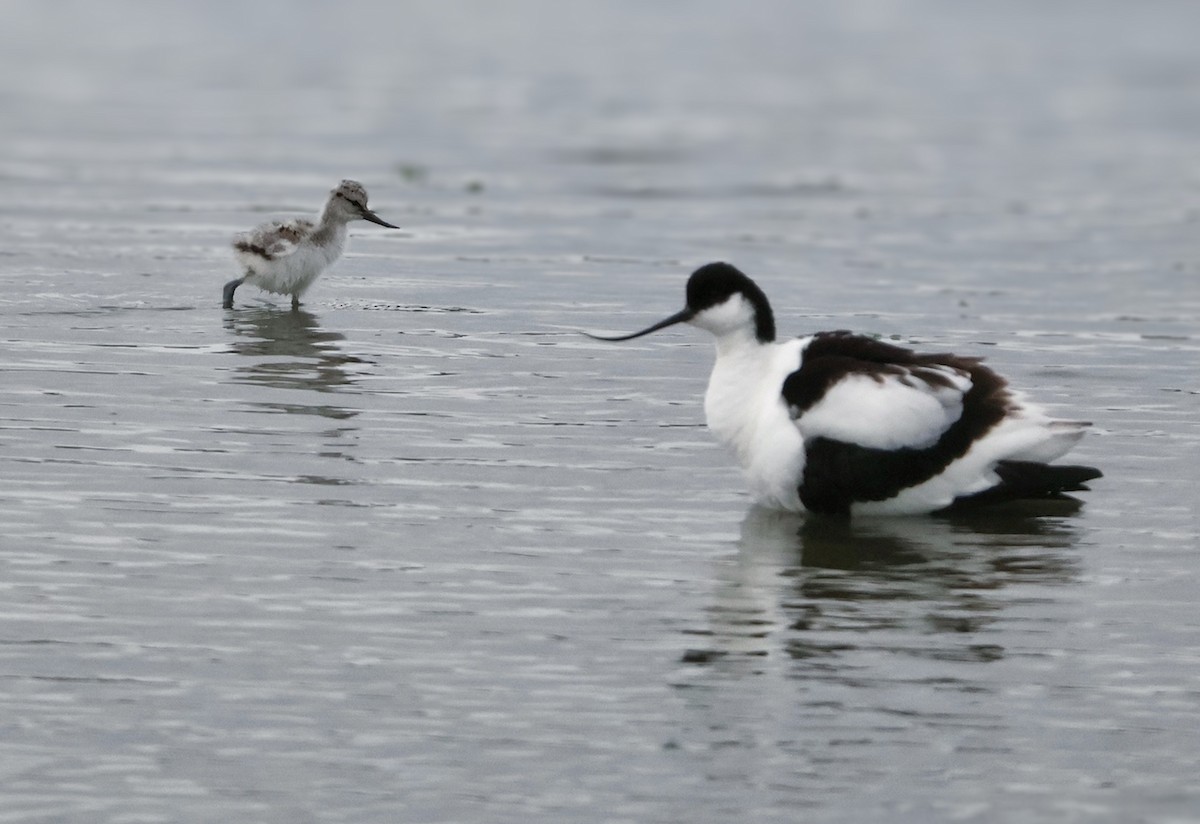 Pied Avocet - ML619901204