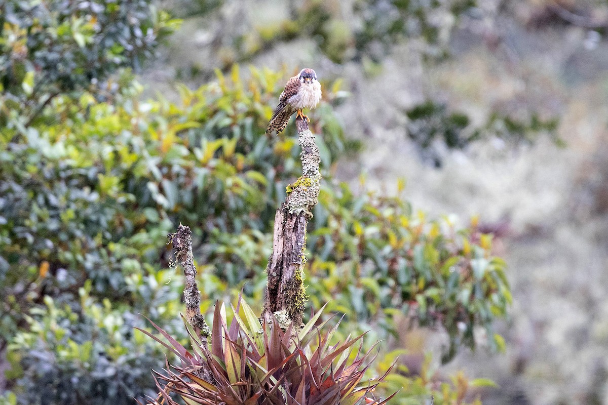 American Kestrel - ML619901229