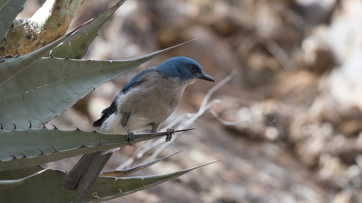 Mexican Jay - ML619901231